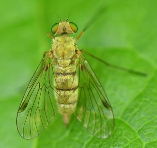 Réf. 261 397 : Chrysopilus asiliformis